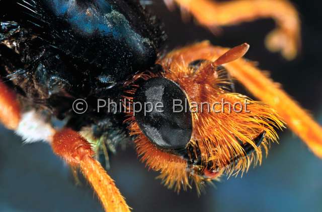 Proagonistes gigantipes.JPG - Proagonistes gigantipes (Portrait)AsileRobber FlyDipteraAsilidaeMadagascar